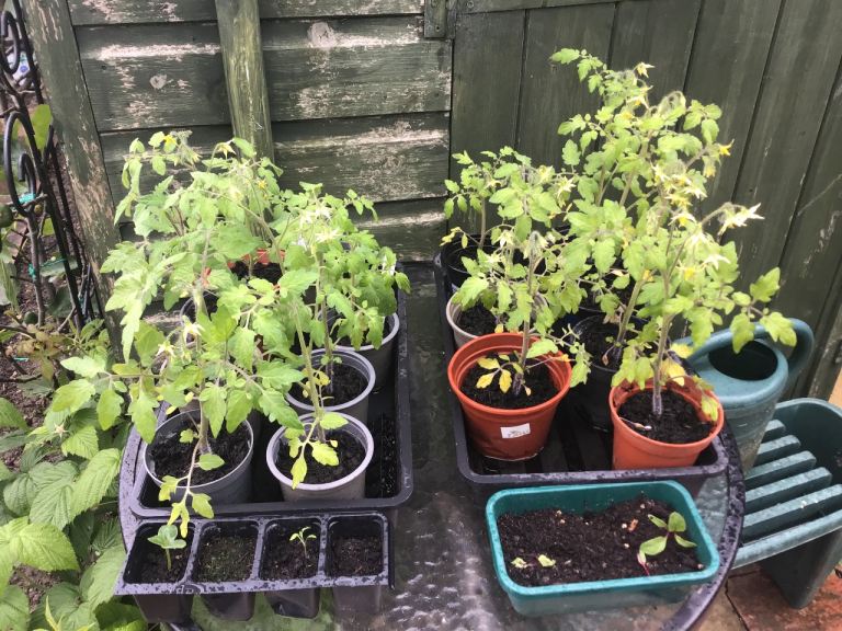 Potted tomato plants