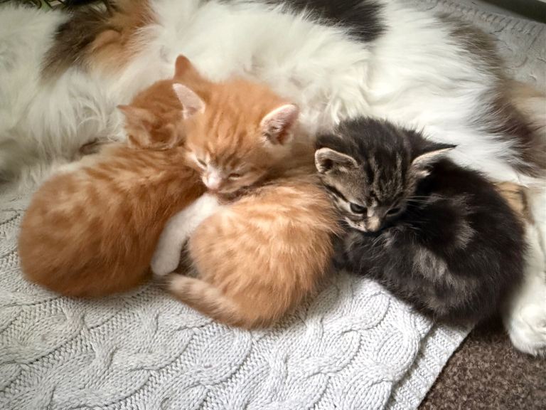 Ginger kittens 