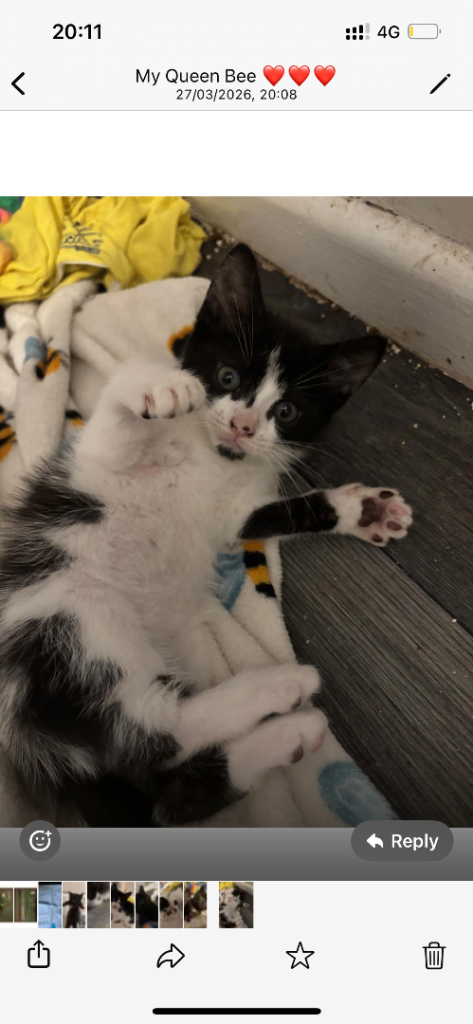 Little kittens ready to go