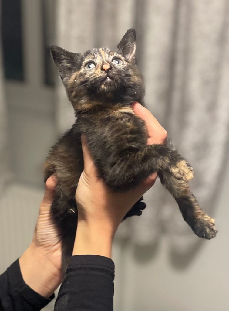 Beautiful most loving kittens for sale mixed colours 