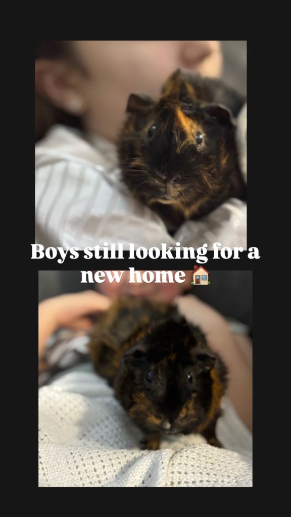 Two beautiful baby Abyssinian male guinea pigs 