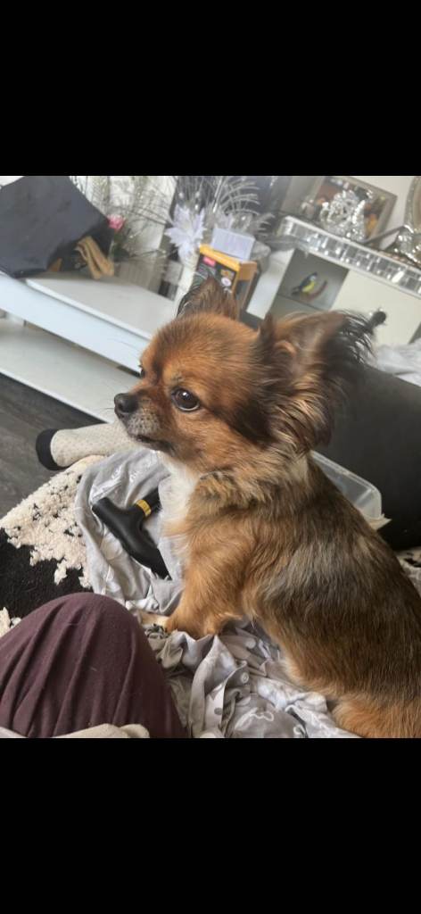 Chihuahua 
