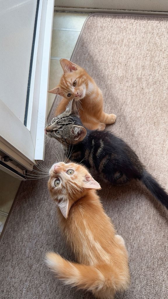 Kittens for sale! Ready for their new homes! READ DESCRIPTION 