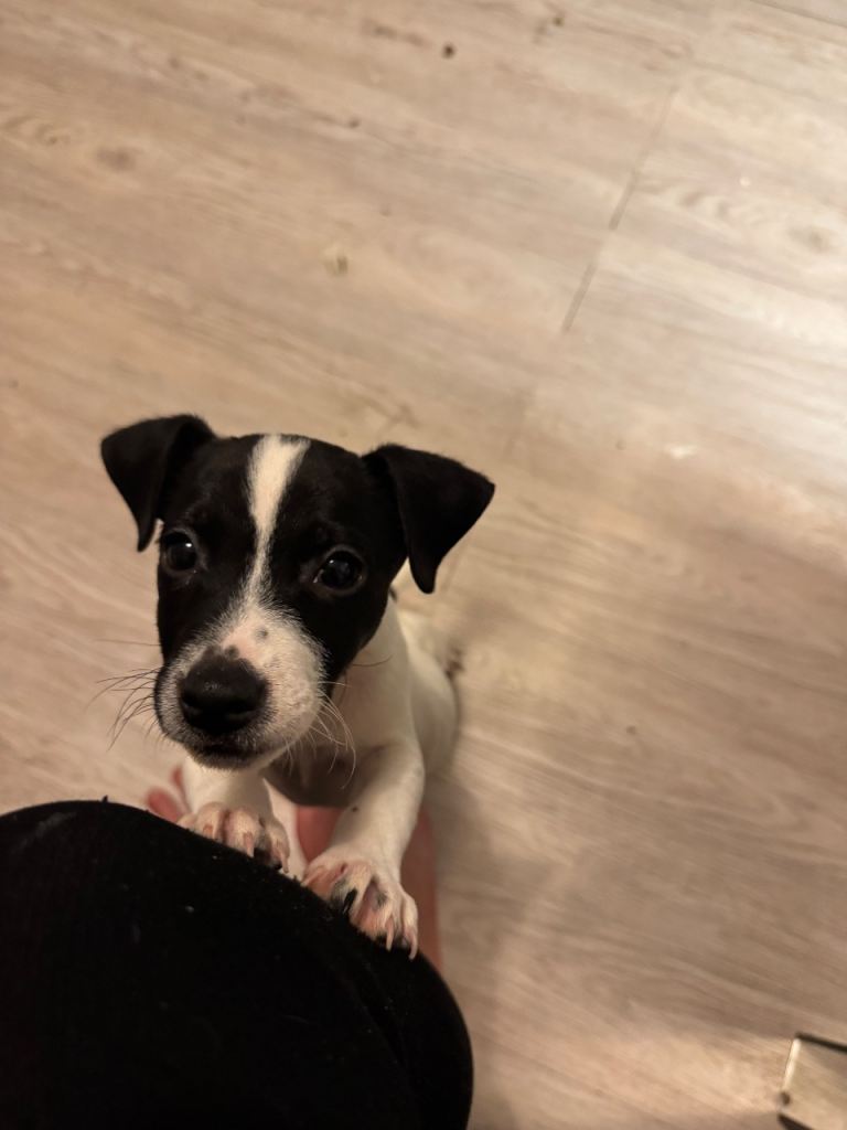 Jack Russell for sale 