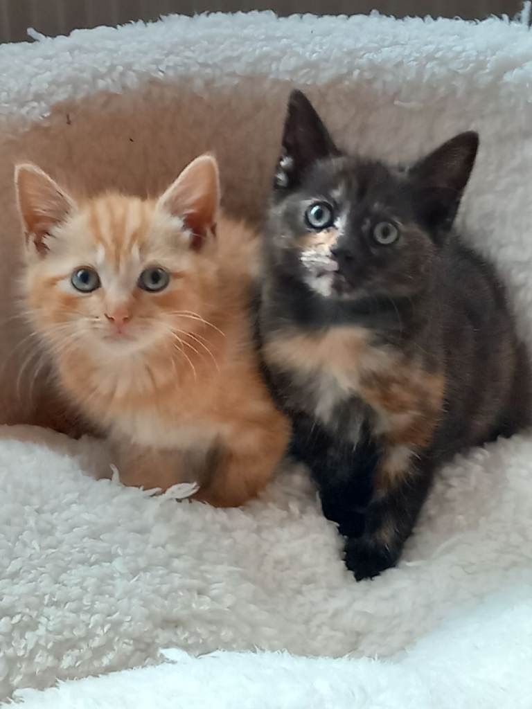 One little kitten looking for her forever home.