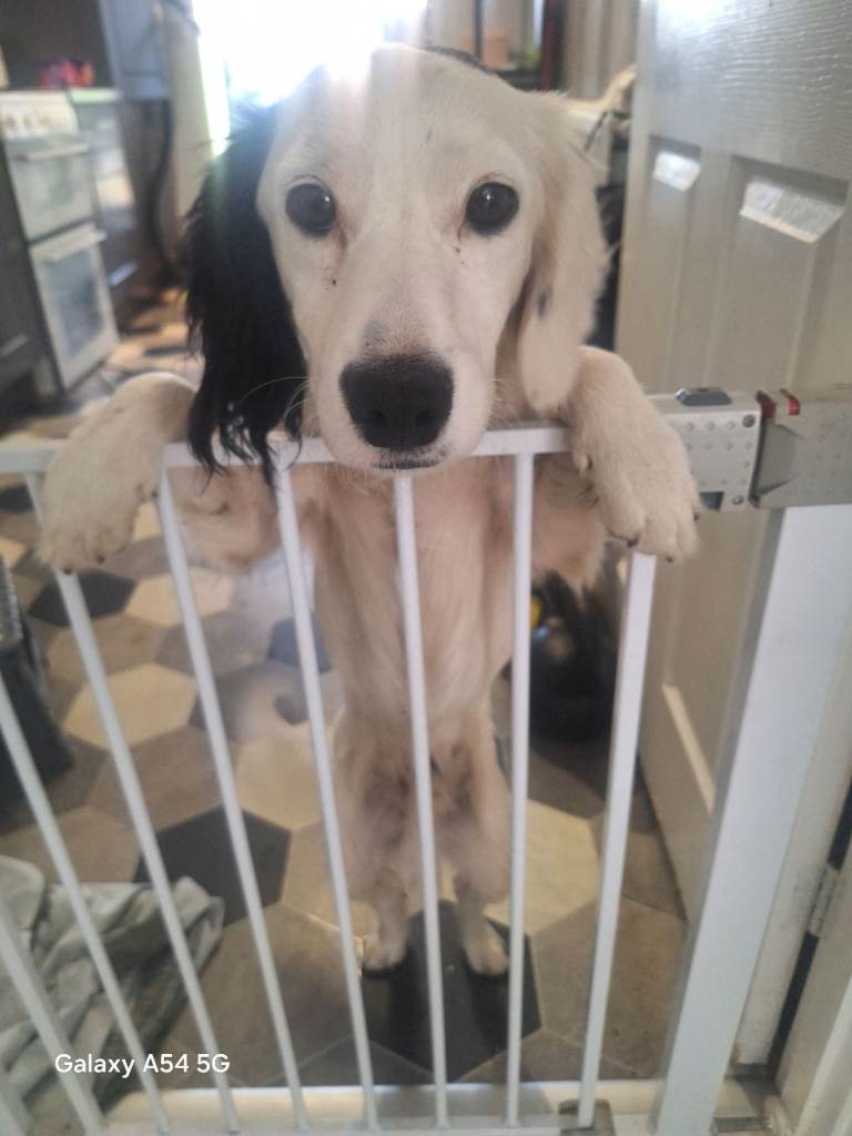 Cocker spaniel 