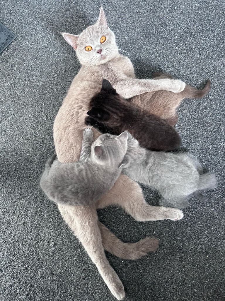 Adorable BSH kitties 