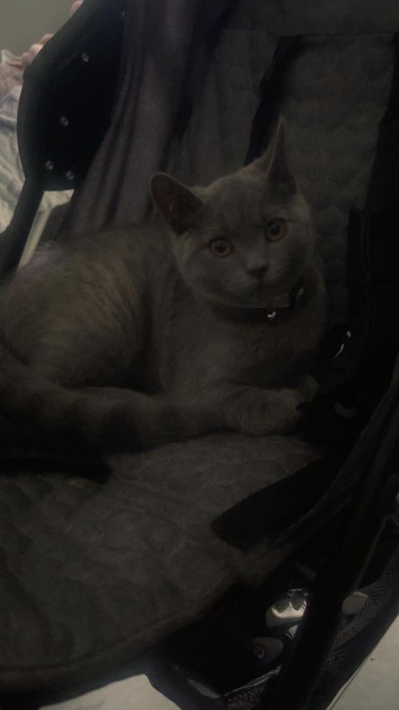 Grey kitten for sale  (british short hair mixed) happy to negotiate price 