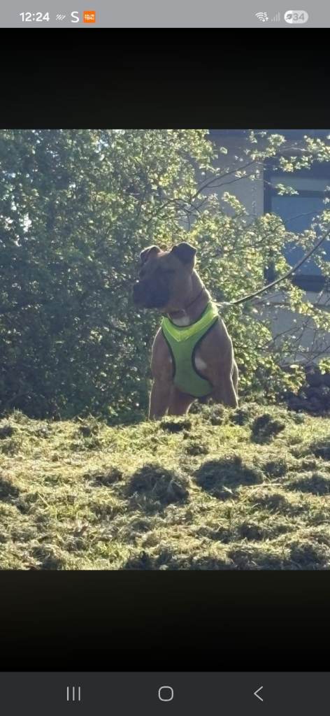 Staffy  male 2yr old dog 