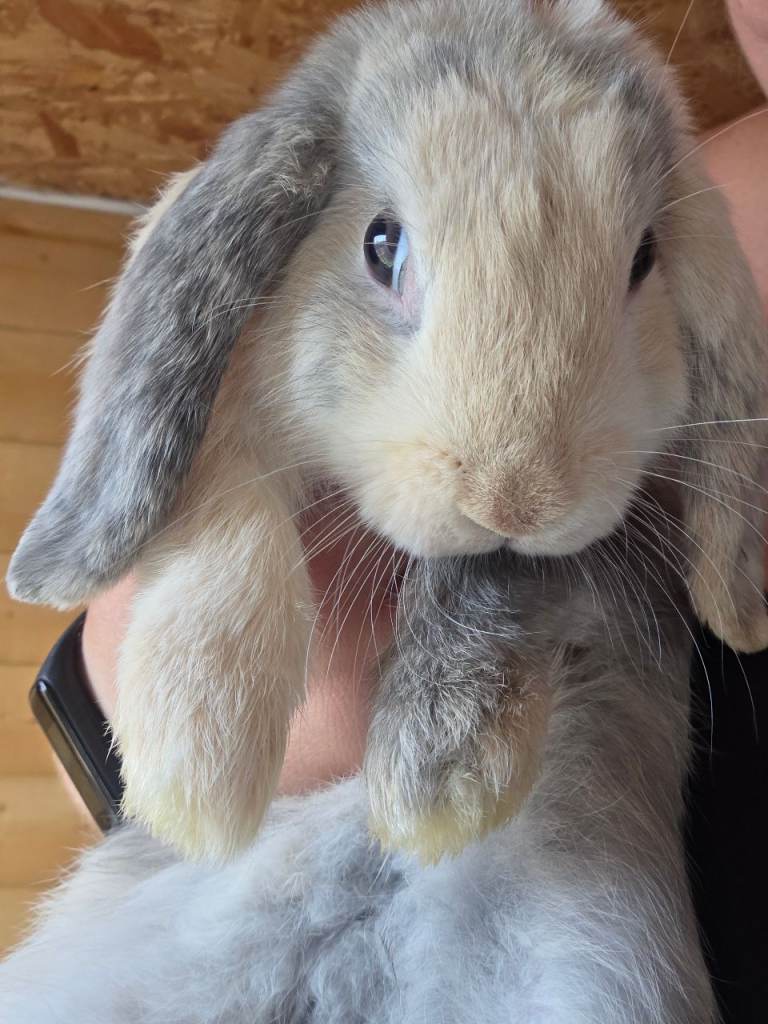 Baby mini lop rabbit