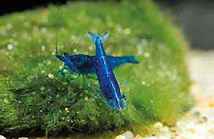 Neocoridina/Cherry Shrimp!- Healthy and Active!!!