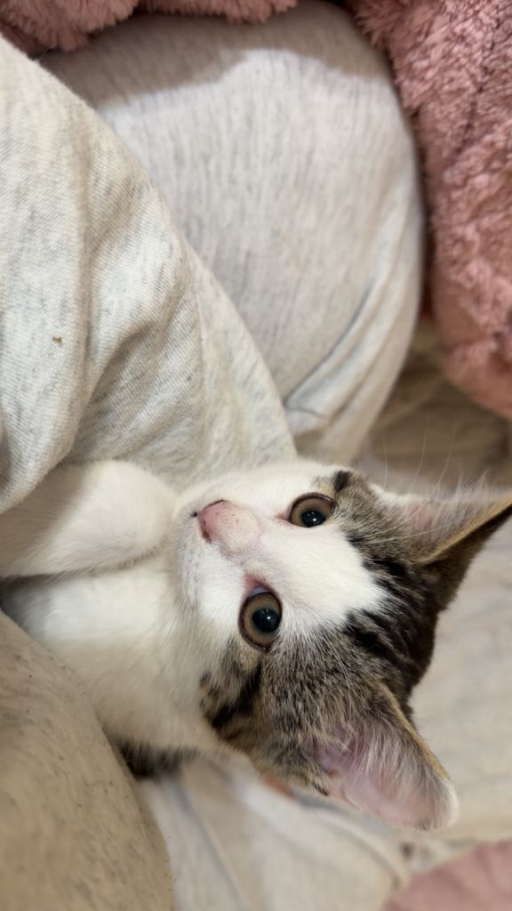 Kitten