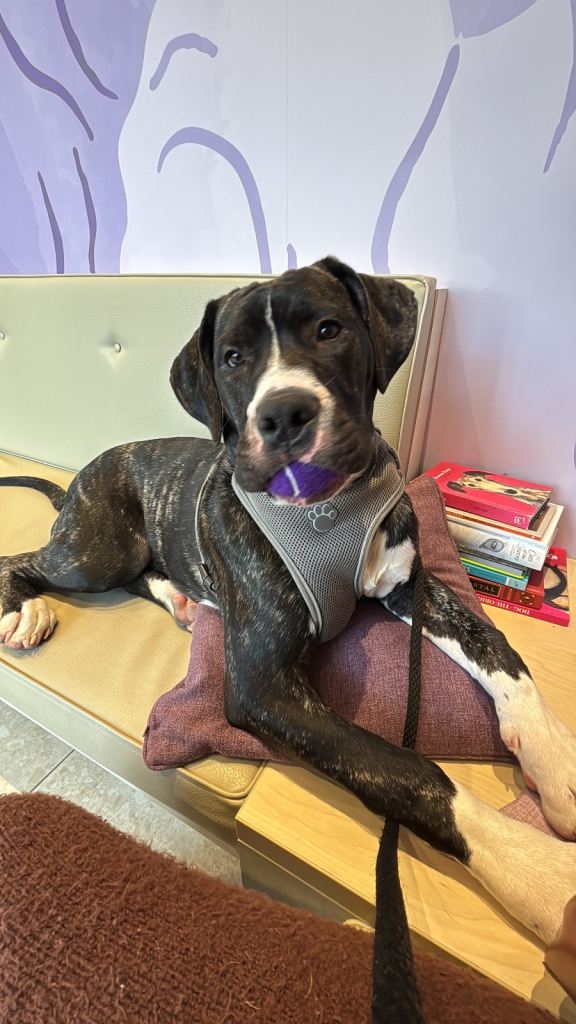 Lovely mixed breed puppy 