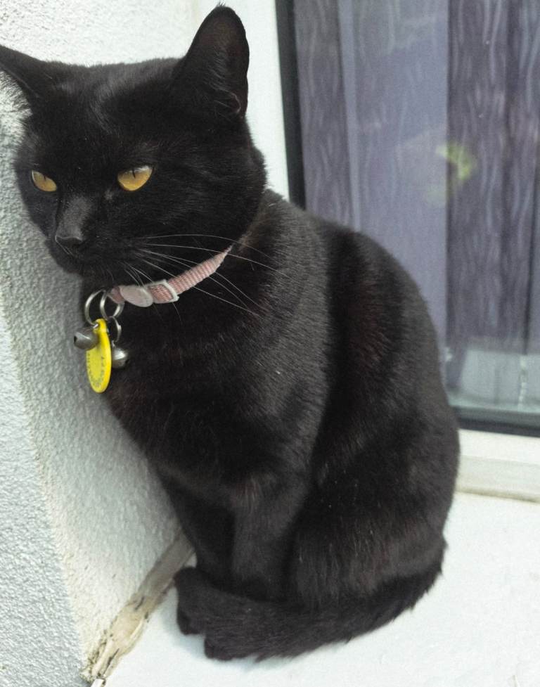 Female cat