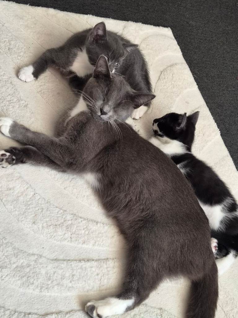 Kittens for sale