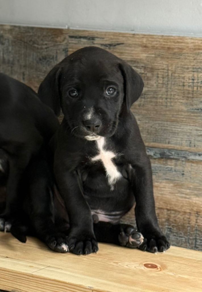 Labrador  x lurcher  ready in 1 week! 