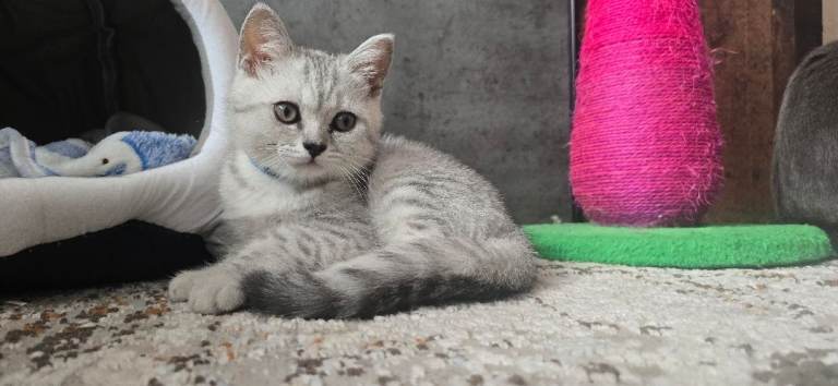 Ready for a new 🏡❤️Beautiful British kittens