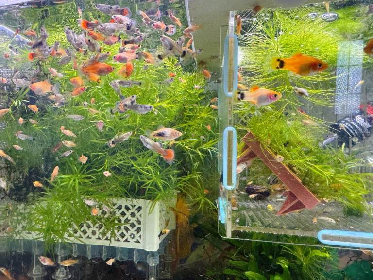 Beautiful small Platy, Guppy,shrimps &Bristlenose Pleco –from home Hobby Tank