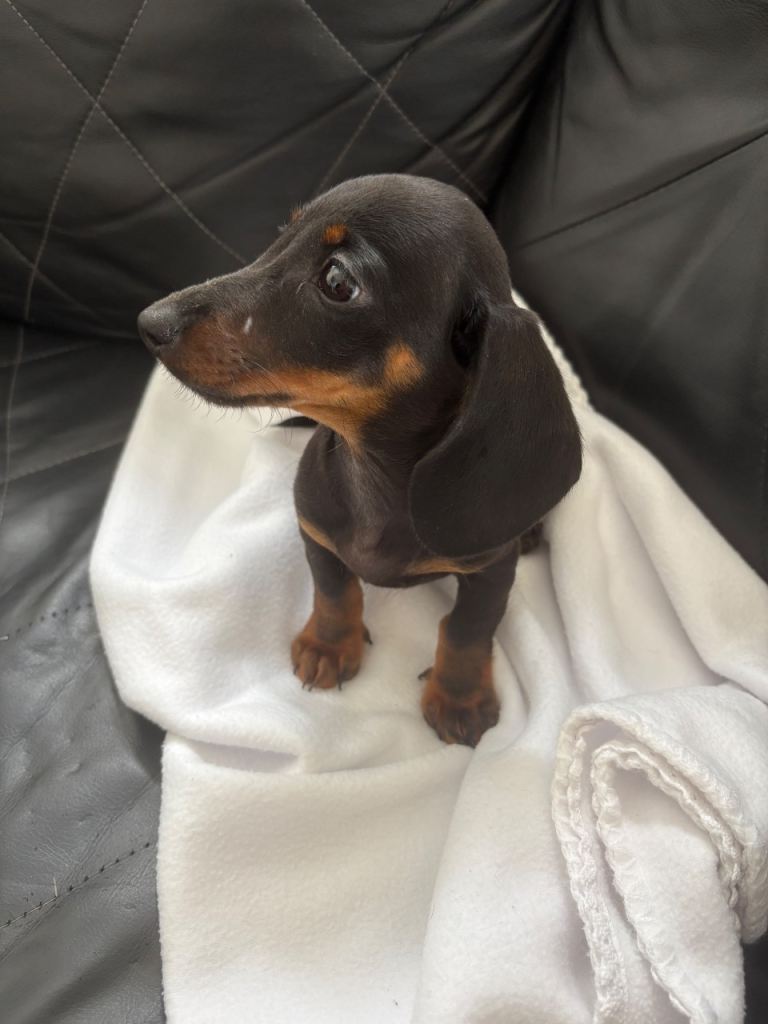 Dachshund pups 