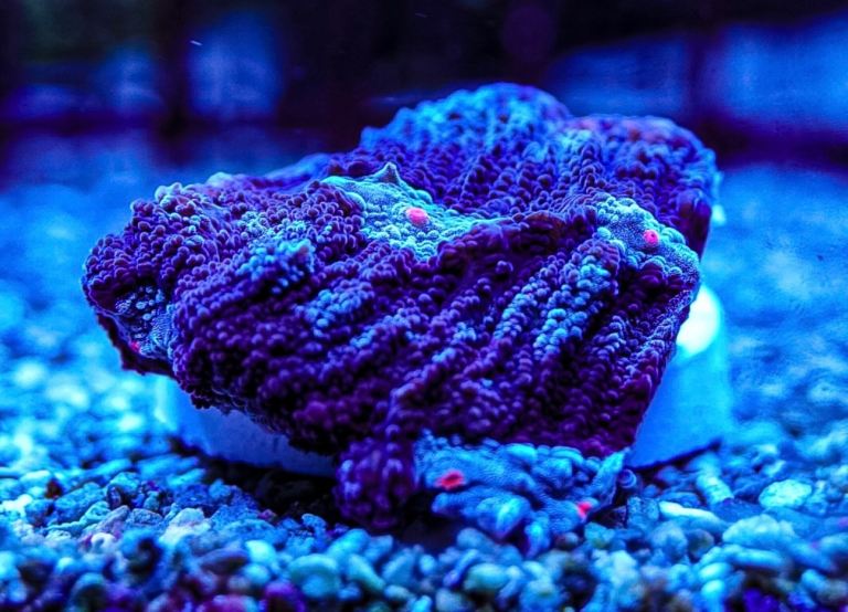 REDUCED Terminator Chalice  LPS Not SPS , Soft coral Marine Frag