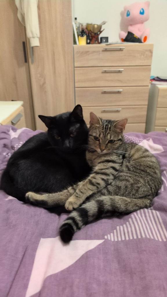 Selling 2 young cats ASAP