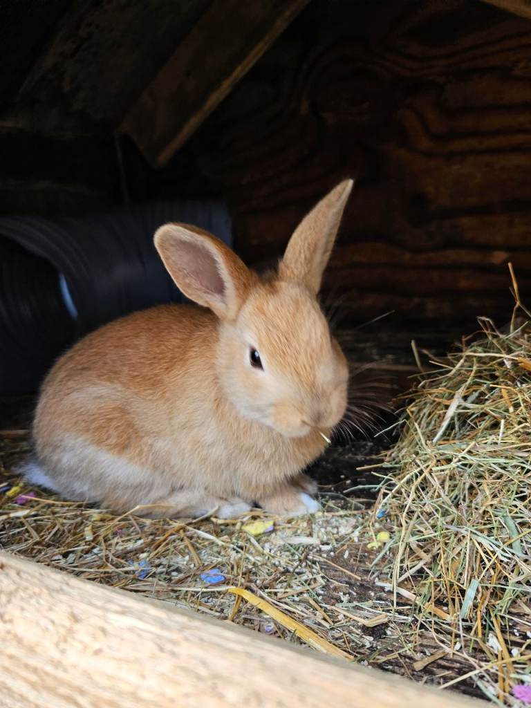 Fluffy Baby Bunnies for Sale – Friendly & Playful!”