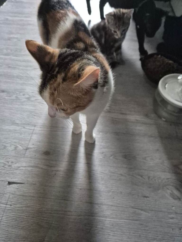 kittens for sale