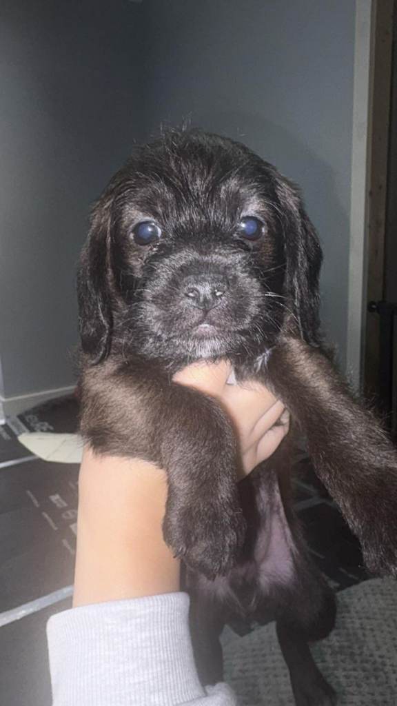 Jackapoo/F1 show cocapoo 