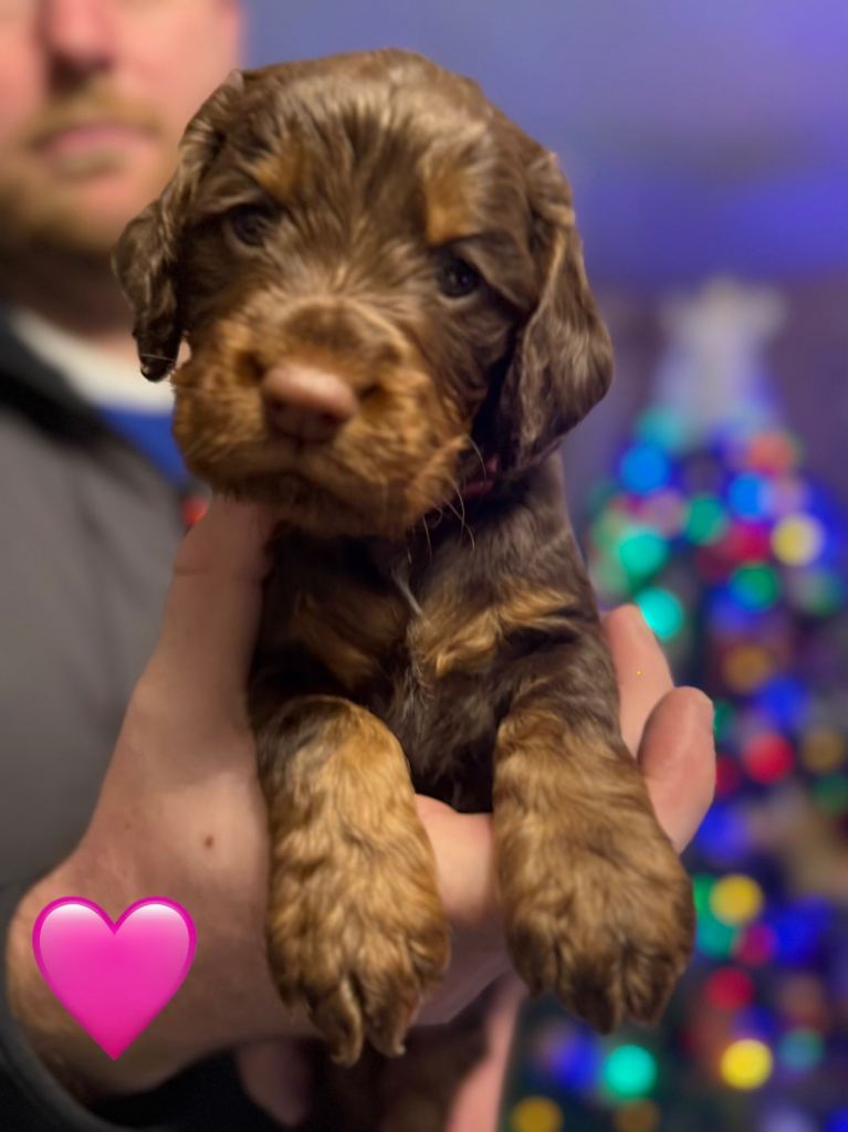 ✨ Chocolate & Tan Cocker Spaniel Puppies ✨