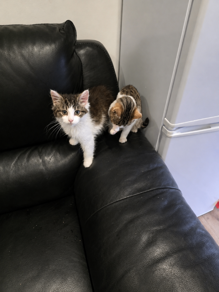 Adorable Kittens Looking for Forever Homes
