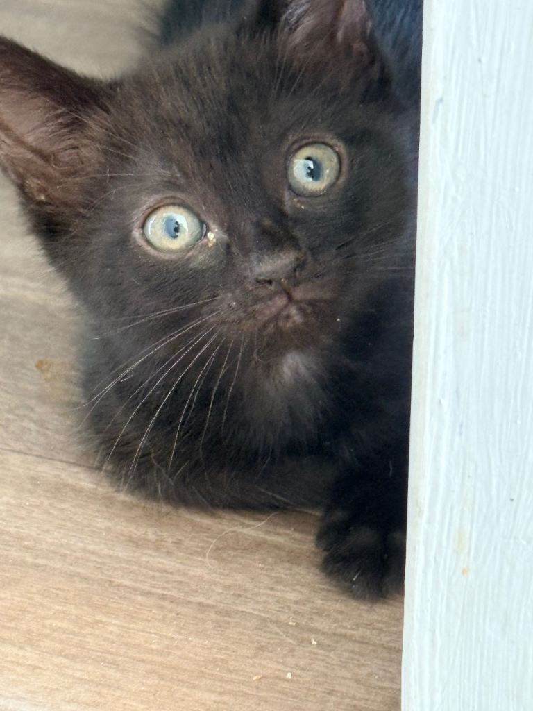 1 black female ghost tabby 10 weeks ready ti ho 