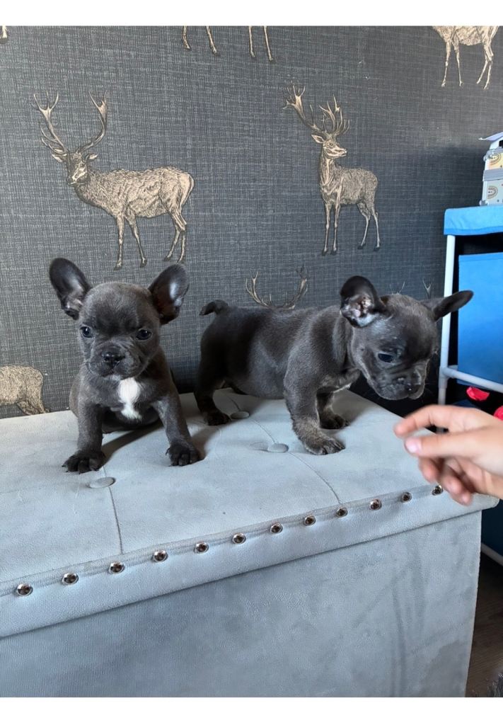 Last little boy looking for his forever home