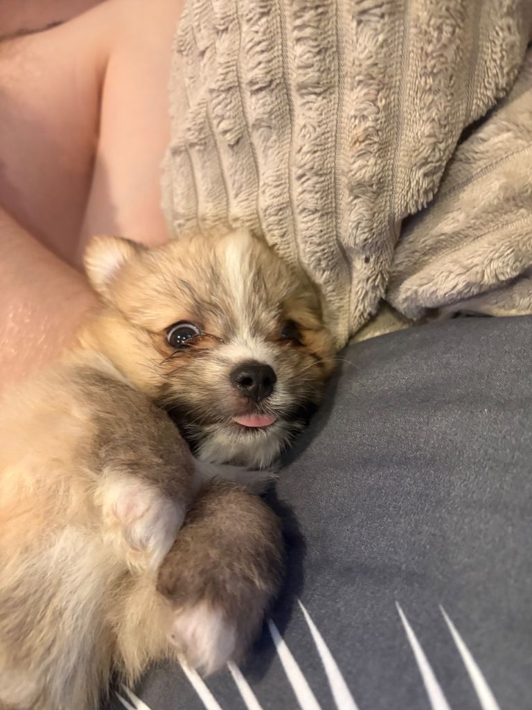 pomeranian x maltese