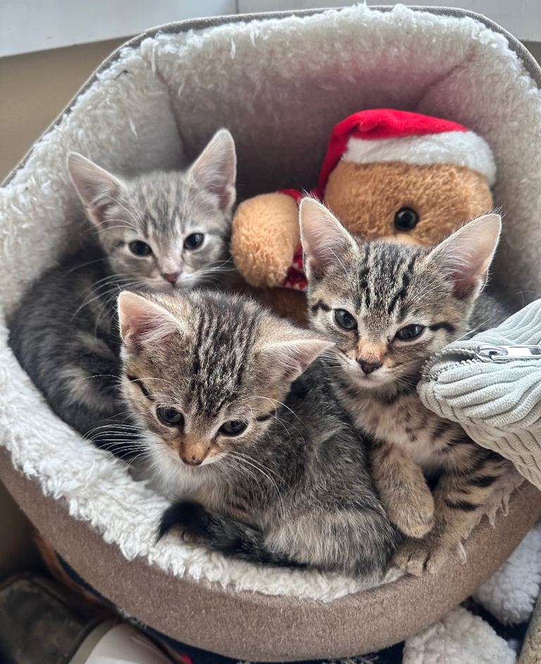 3 Beautiful Kittens