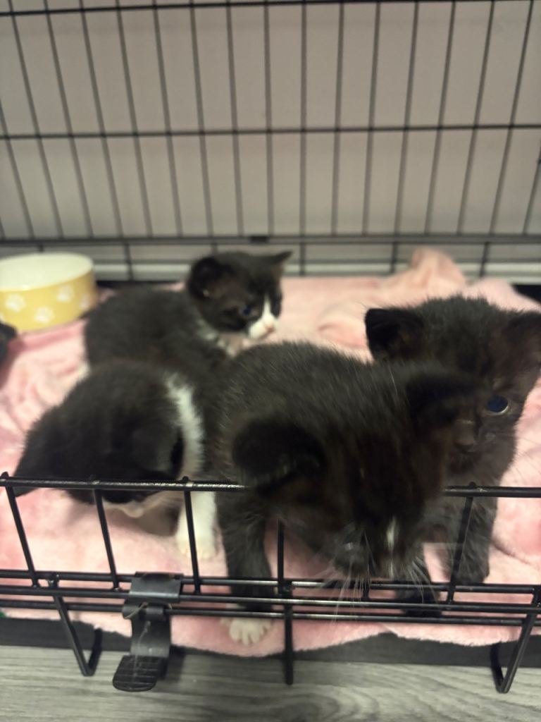 Ragdoll cross kittens 
