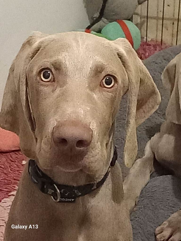 Weimaraner puppy