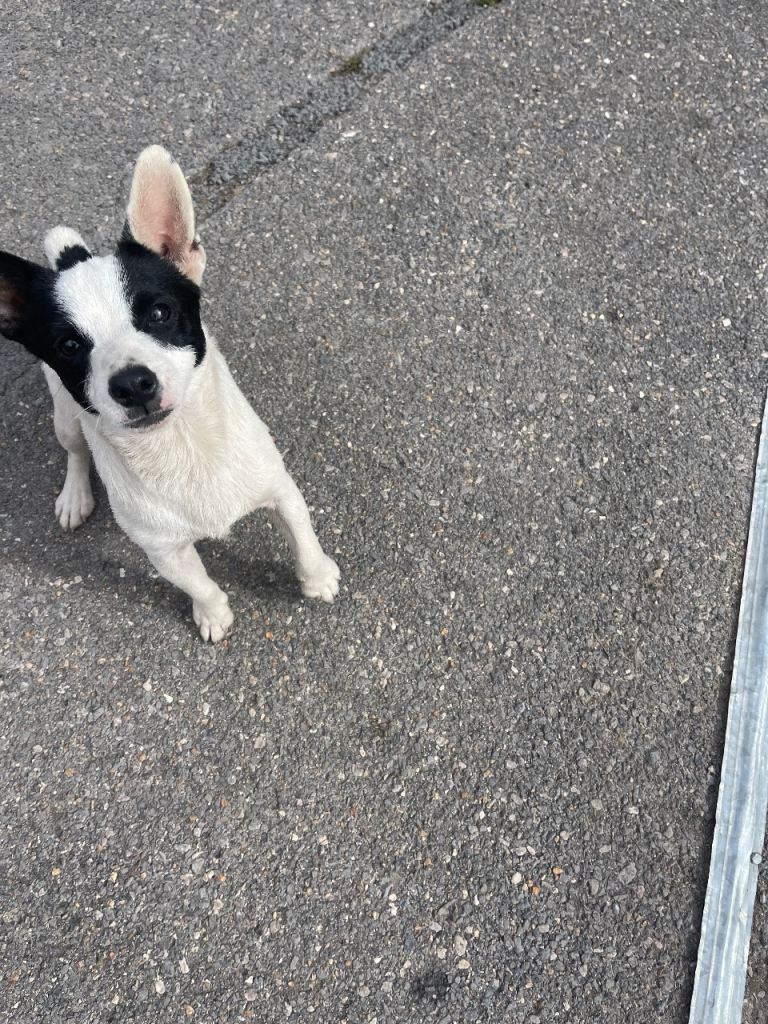 Jack Russell boy for sale