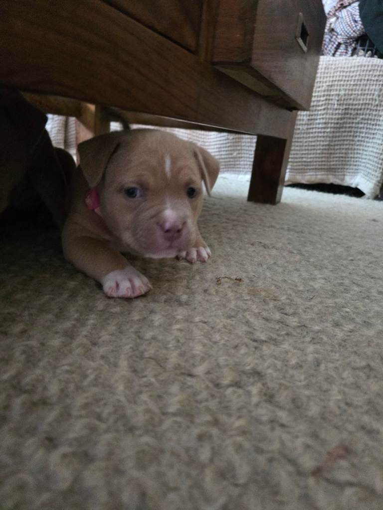 Pocket Bully Puppies