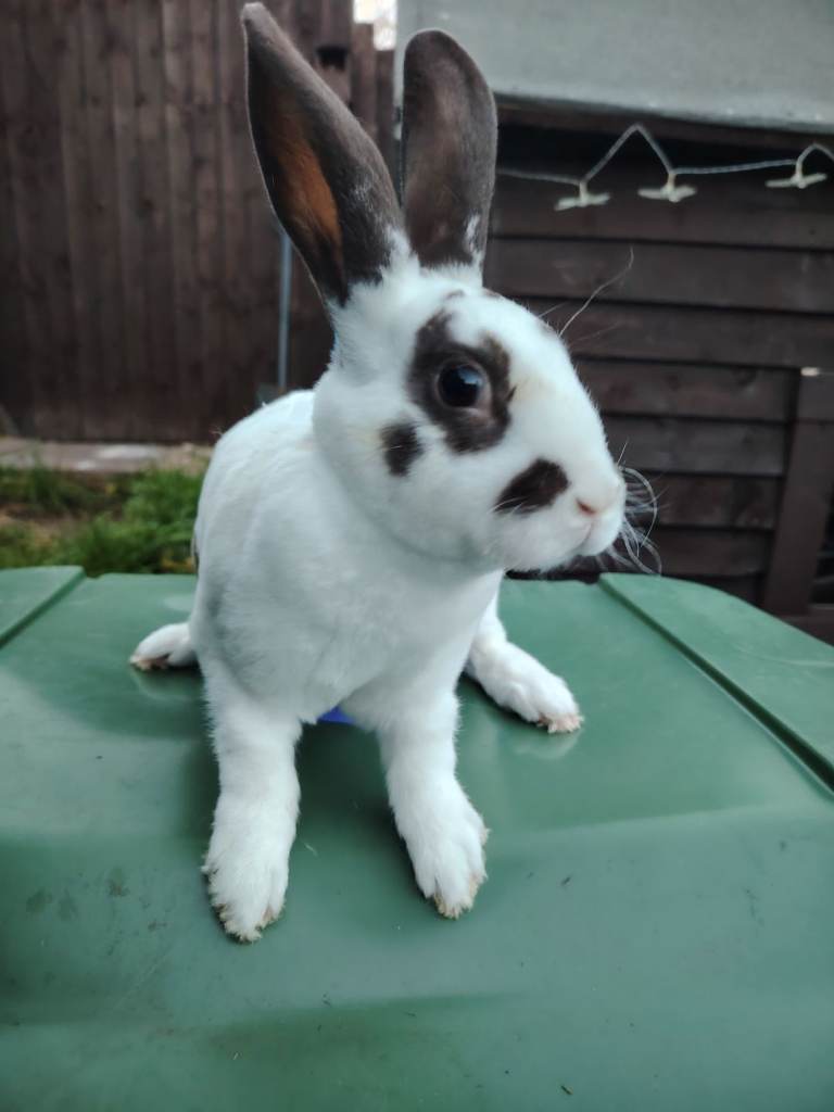 5 lovely mini rex boys 