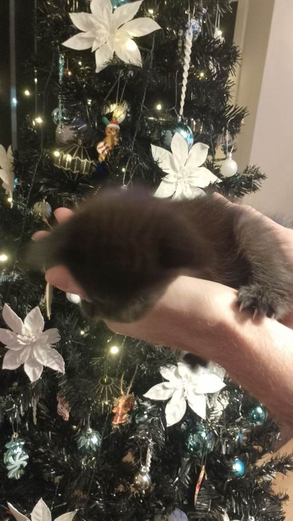 Fluffy playful kittens