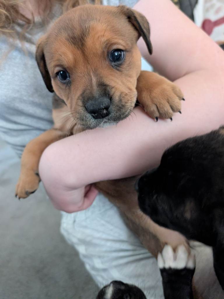 Staff cross pups