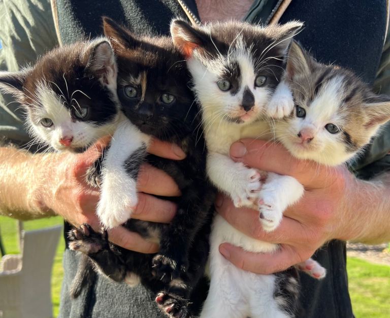 4 super cute kittens - see description for details