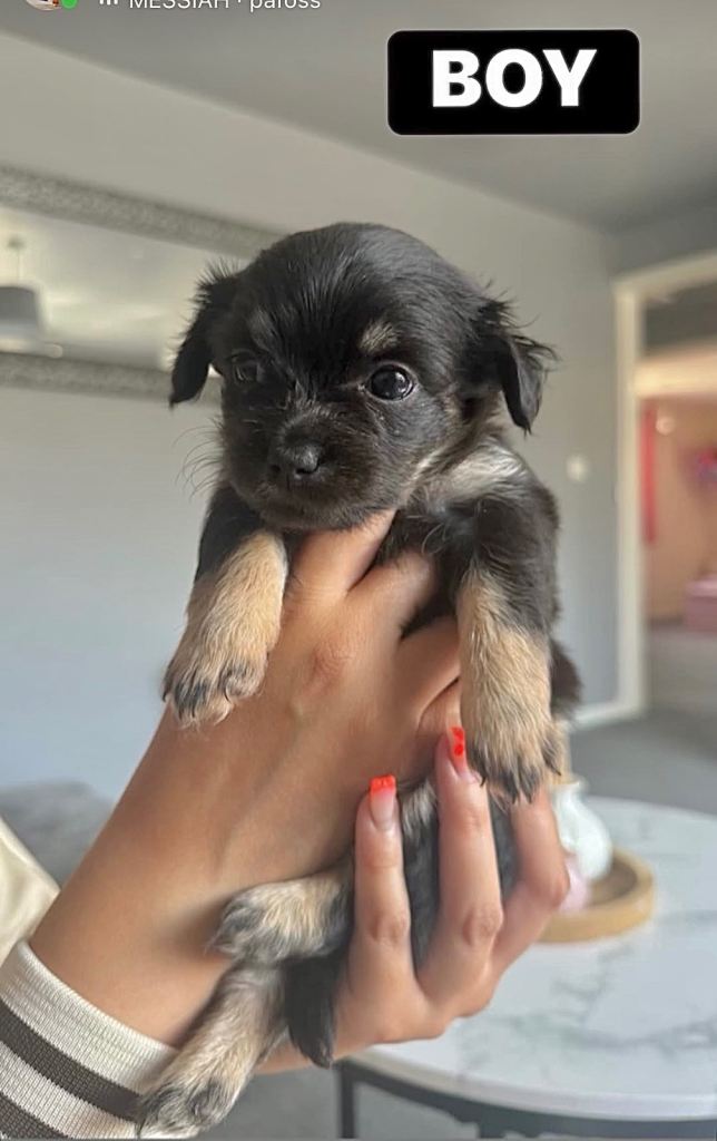 Adorable chihuahua 