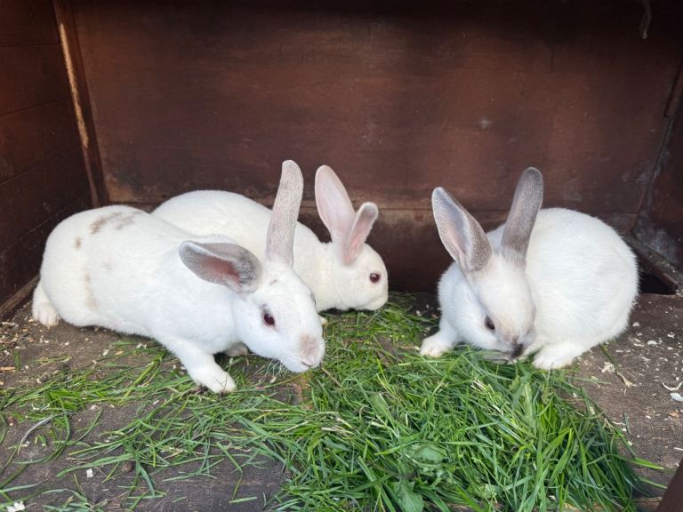 rabbits