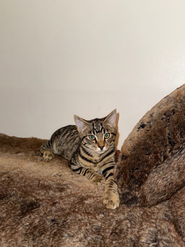 Playful Half Maine Coon / Tabby Kitten – Fully Vaccinated