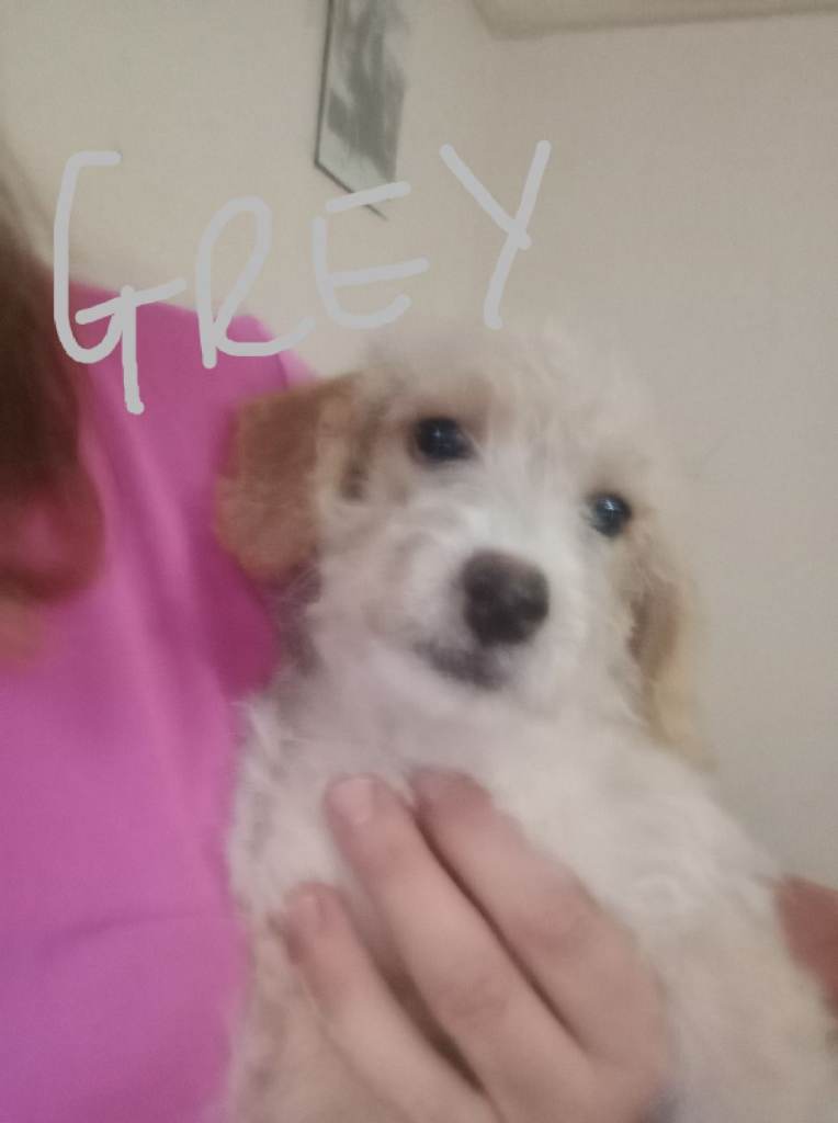 Cockapoo x Jack Russell 9 wks old Ready & waiting 