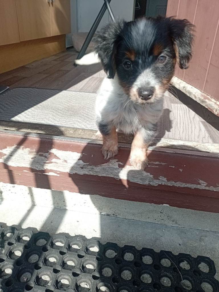 Jack Russell puppy 13 weeks