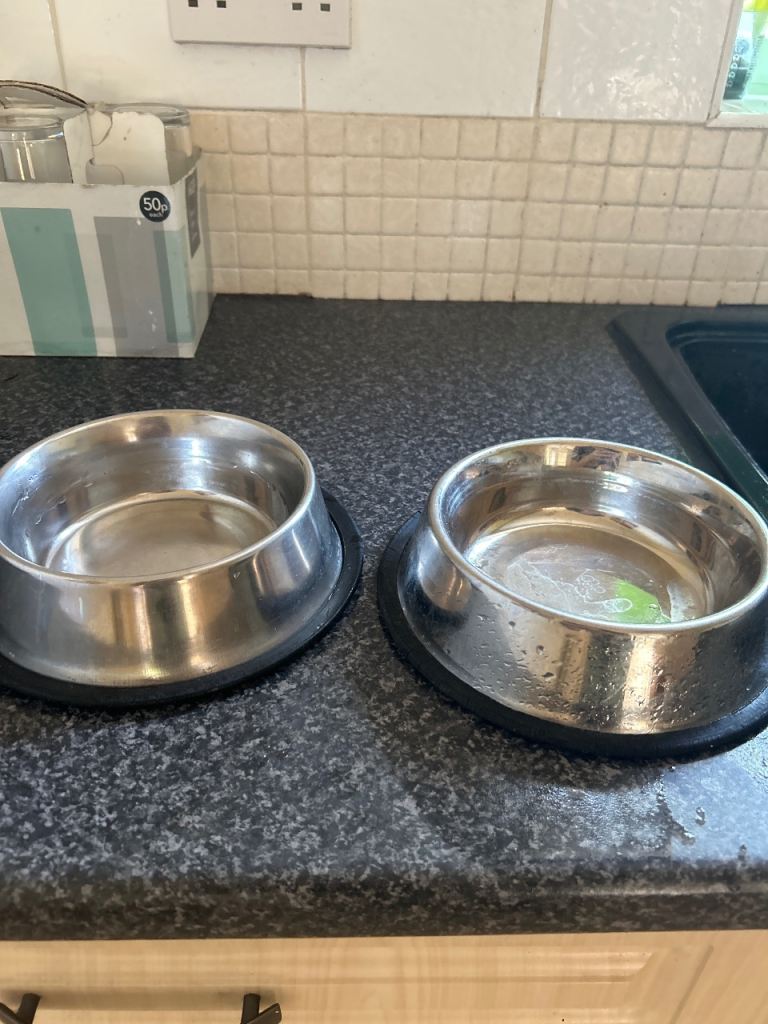 Dog accessories 