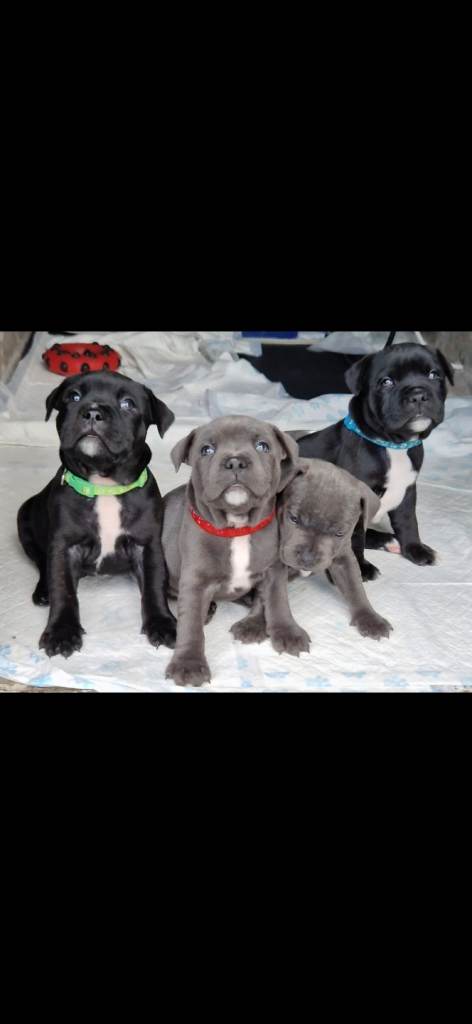 KC Reg Staffy pups 