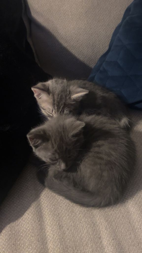 Grey boy kitten (reserved and wait list) 